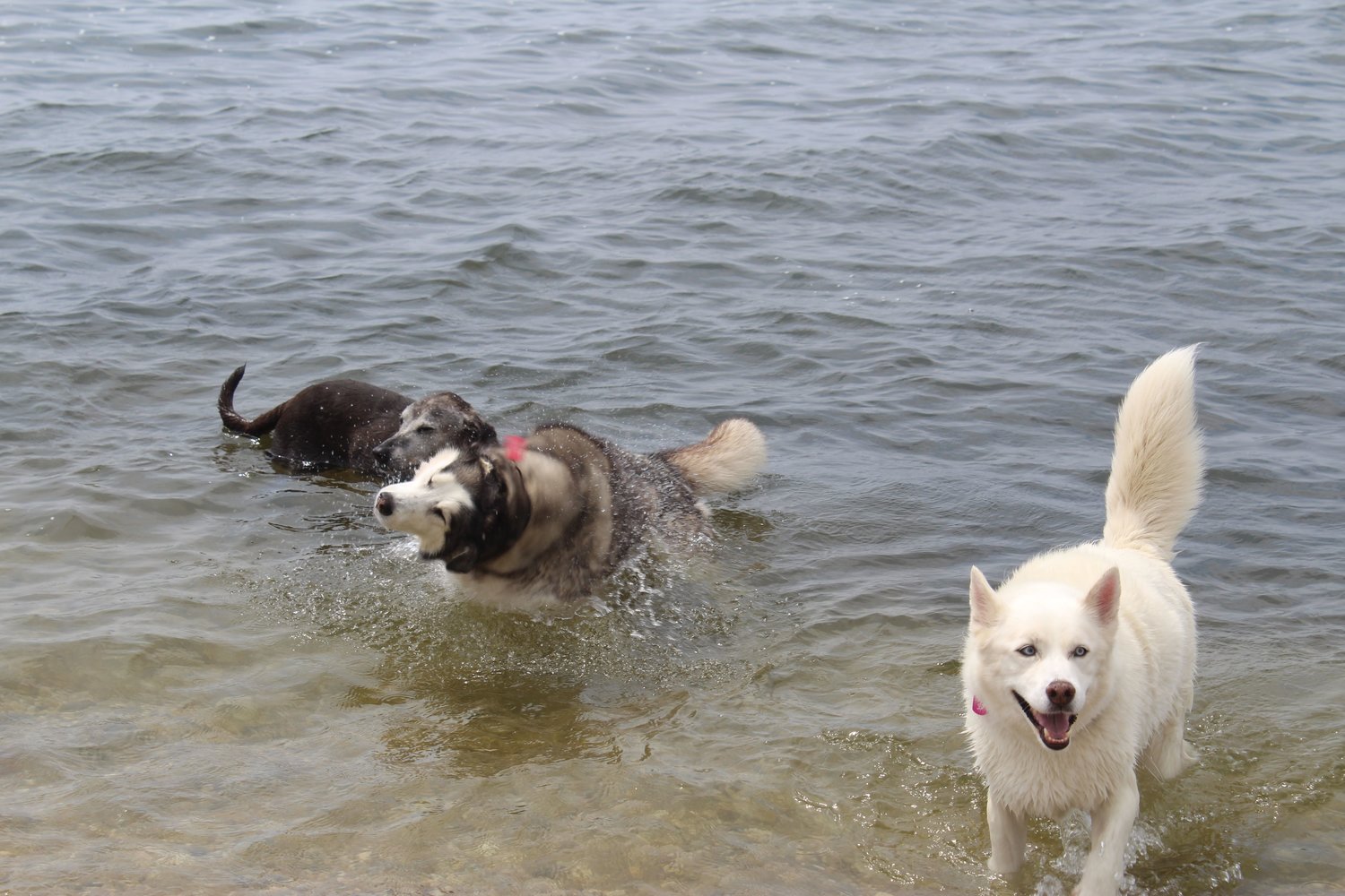 Nearly 50 dogs came to LI-DOG’s annual Beach Party at Mud Creek on Saturday, July 16.
